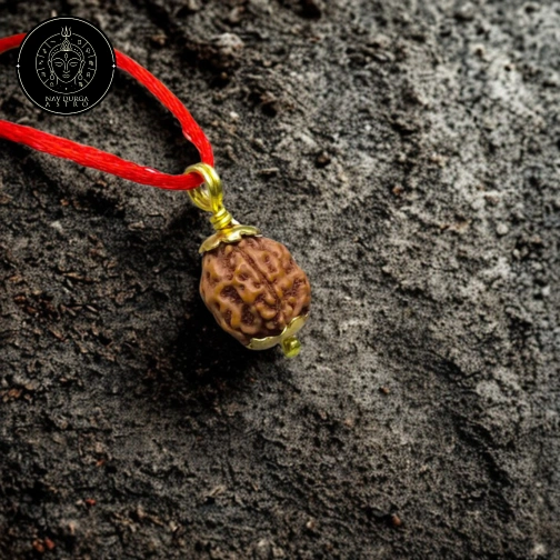 6 Faced Rudraksha - Nepali