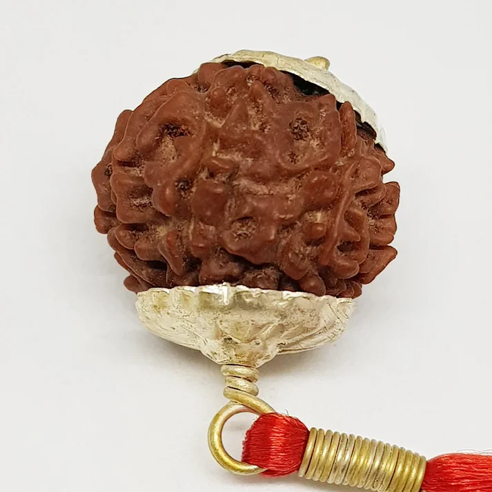 9 Faced Rudraksha - Nepali