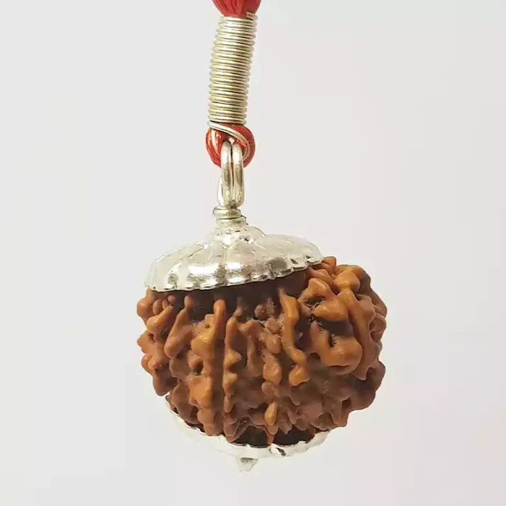 11 Faced Rudraksha - Nepali