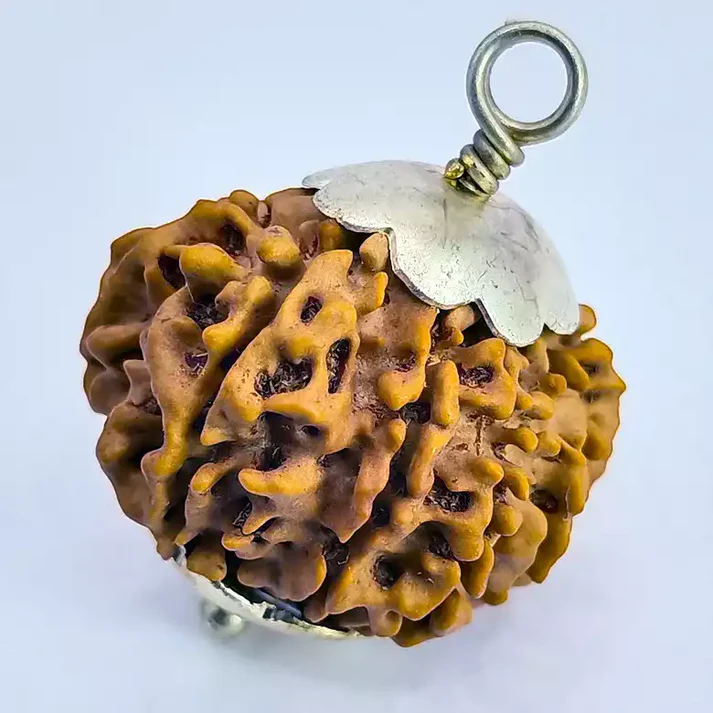 12 Faced Rudraksha - Nepali