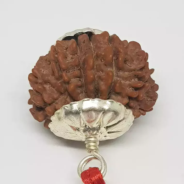 14 Faced Rudraksha - Nepali